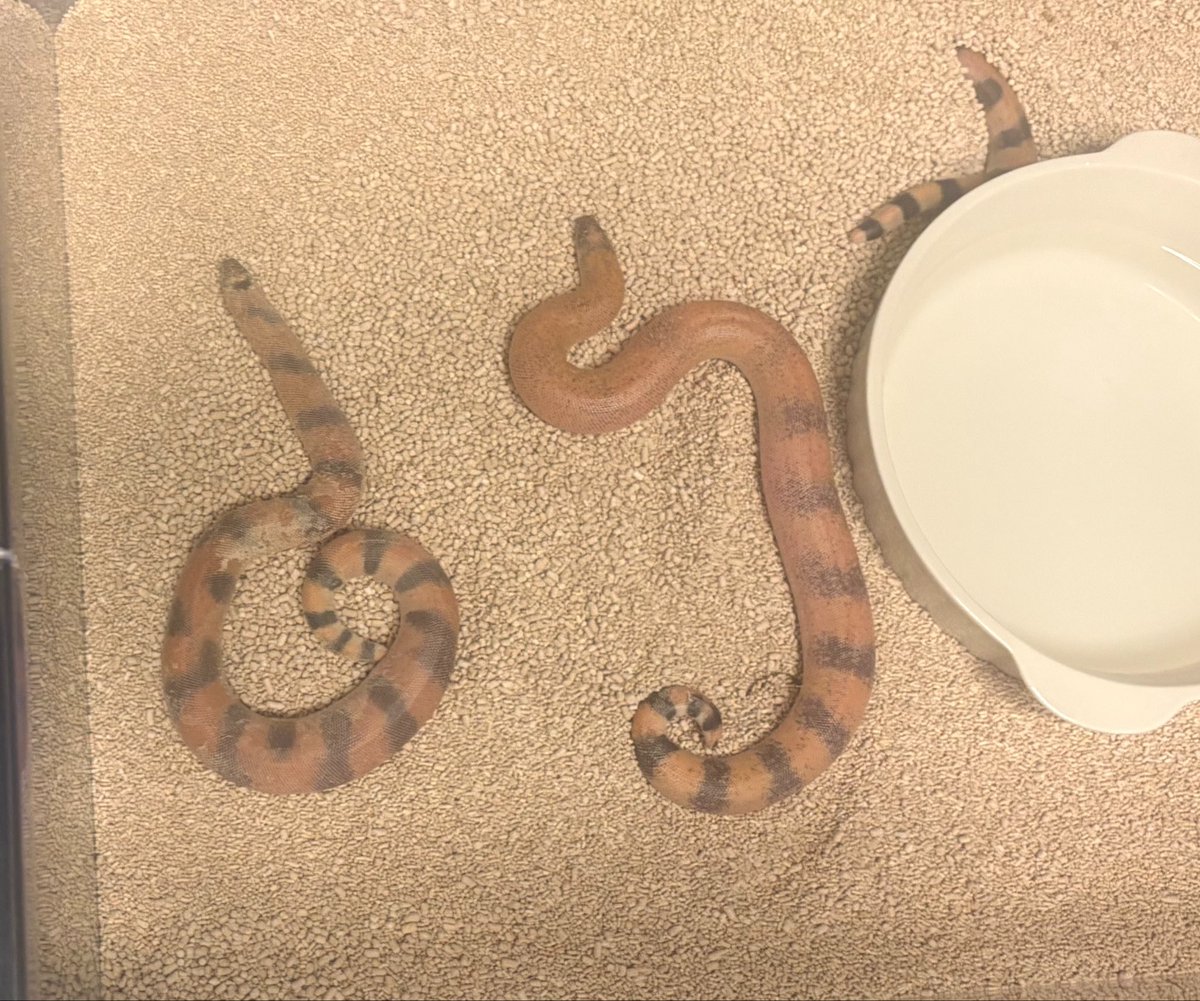 ca18sandboa's tweet photo. ジョニーサンドボア🐍
確認できるスラッグと発生止まりは
ありませんでした✨
平均体重42gでした😊

無事産まれてくれてありがとう😊 https://t.co/RpKq5icpIy
