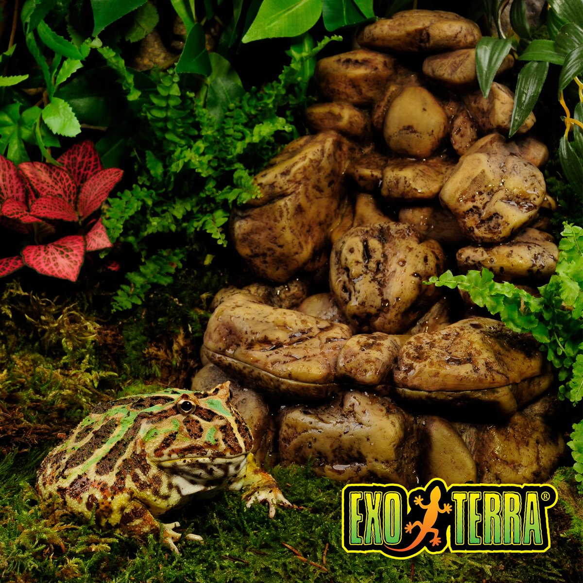 ExoTerra's tweet photo. Beat the heat! 🥵🌊

When temperatures rise, staying hydrated becomes even more important for your reptiles and amphibians. 💧 🐸🦎

💡 The large size has a built-in slot for the Exo Terra Fogger!

🚿 Pebble Waterfall: https://t.co/RSFhcFTFiE
🌫️ Fogger: https://t.co/PK6wVkxAVJ https://t.co/wAMSg1F3wY