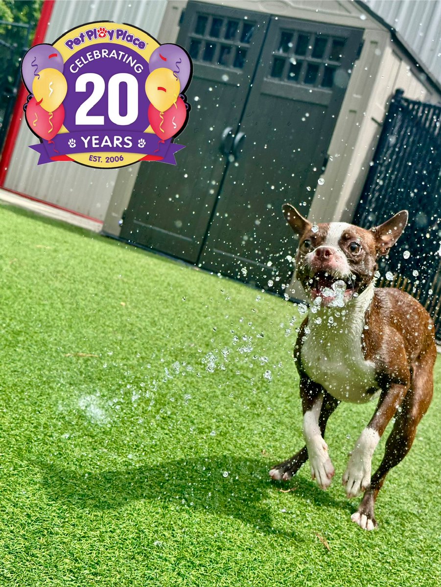 petplayplace's tweet photo. Today's Pet Play Place Kennesaw "Pet of the Day" is Ruby! https://t.co/Gr2ZAwbT8b