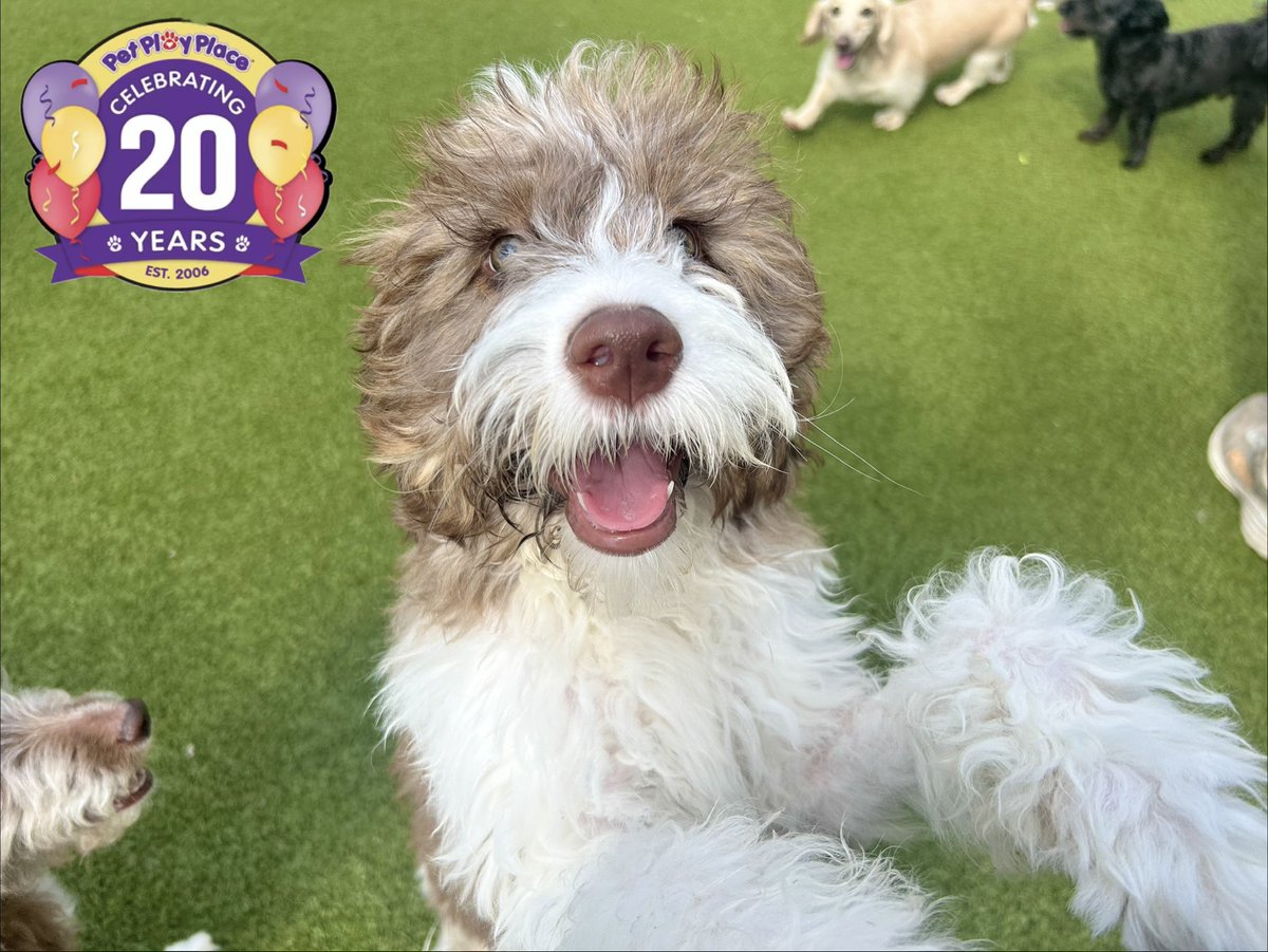 petplayplace's tweet photo. Today's Pet Play Place Canton "Pet of the Day" is Theo! https://t.co/uqntT6kIzL