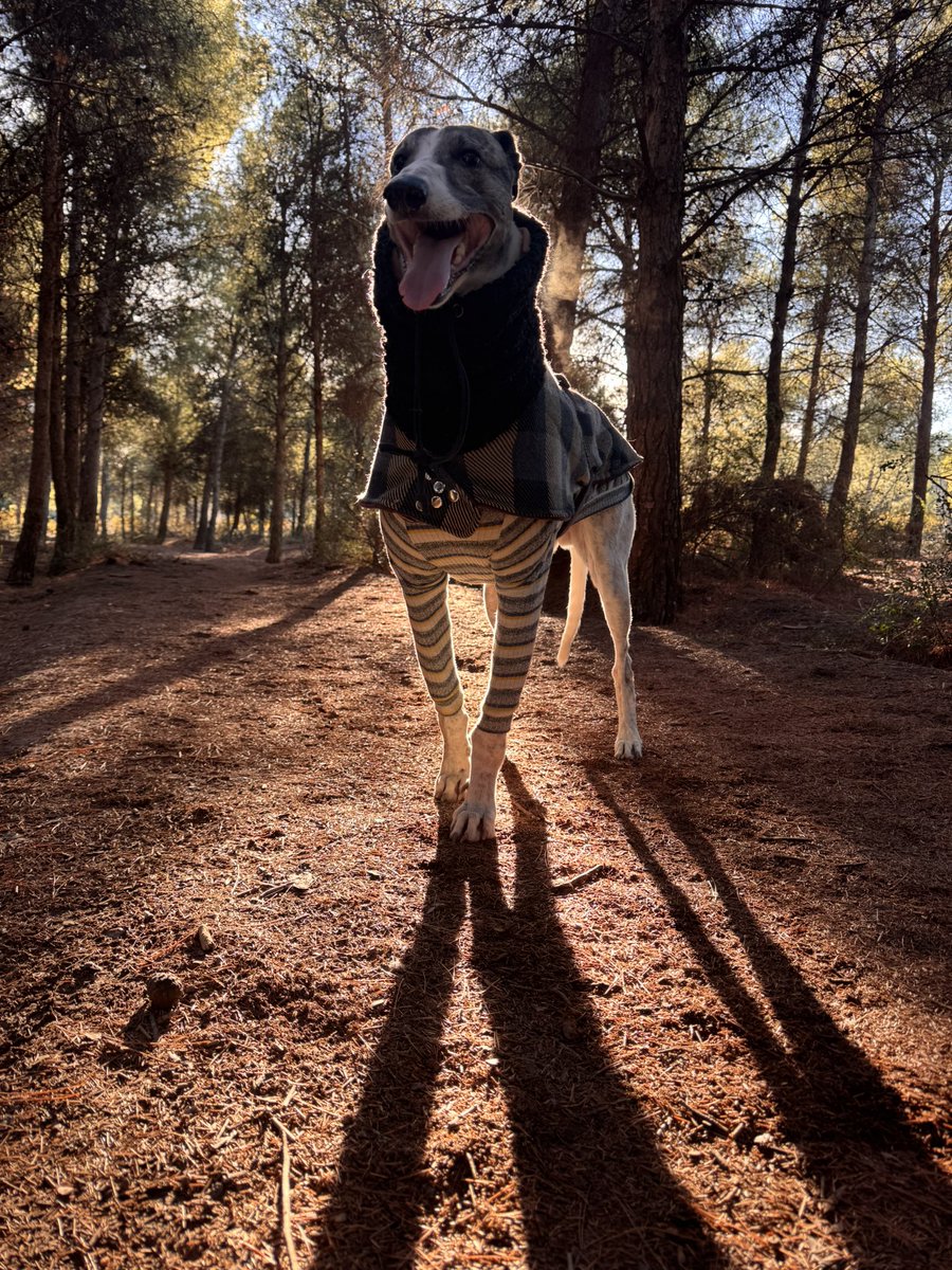 CasluPadin's tweet photo. Hola a todos! Después de 4 días miren cómo esta Christian.
Estoy alucinado con lo bueno, hermoso y gentil que es.
En adopción super responsable en Neuquén y alrededores. https://t.co/xoRbz5DmIQ