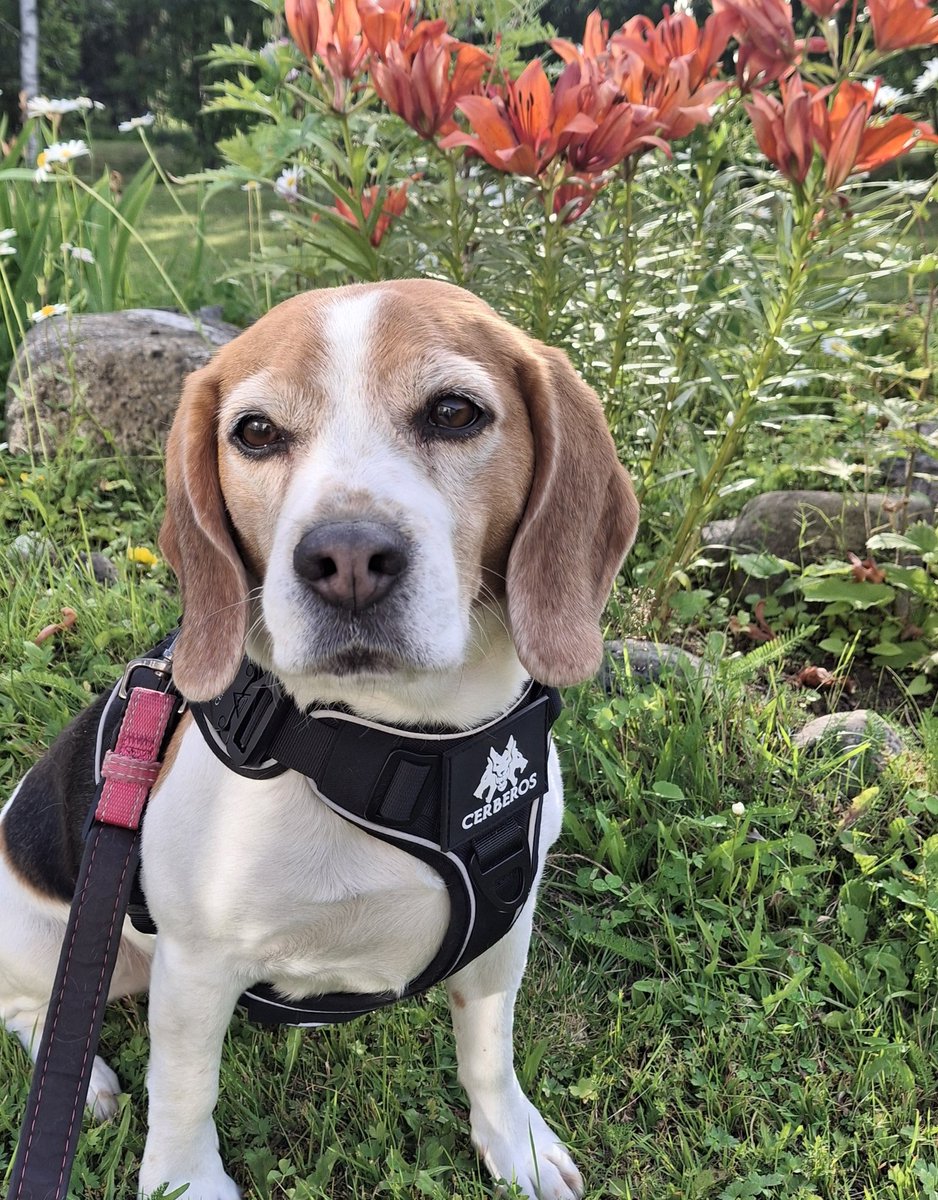 kiilttisalt's tweet photo. Living my best life with this silly beagle https://t.co/VduEnn48Gj