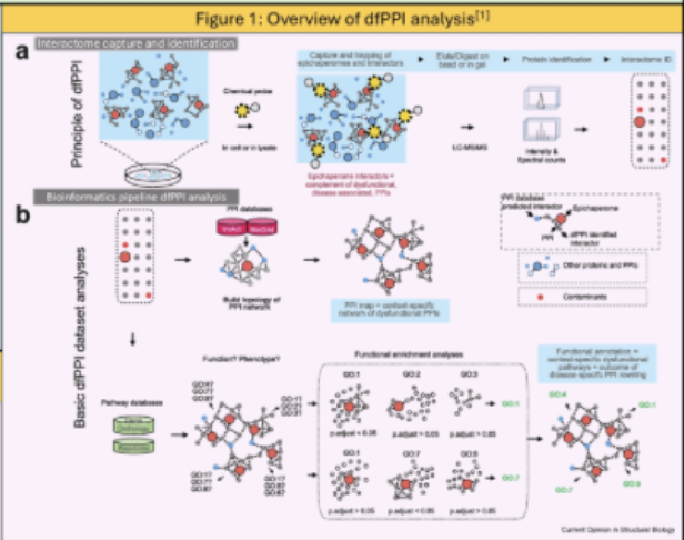chiosislabmskcc's tweet photo. @souparna_c presents the dfPPI Analysis Platform—a browser-based workflow for turning interaction-capture mass-spectrometry data into differential interaction-engagement models, pathway-rewiring maps and network-level results.
Read more in @SpringerNature https://t.co/90QRkPehdO https://t.co/yzFk2n9GGV