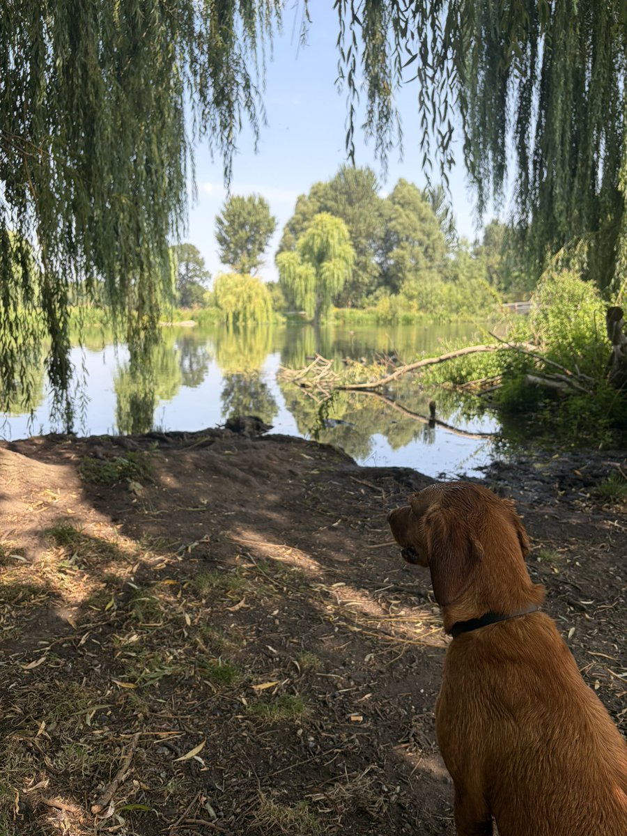 BrokenLilDolly's tweet photo. Monty enjoying a dip this morning πΎ
#FiveArches
#Sidcup https://t.co/hs1ldnSE9H