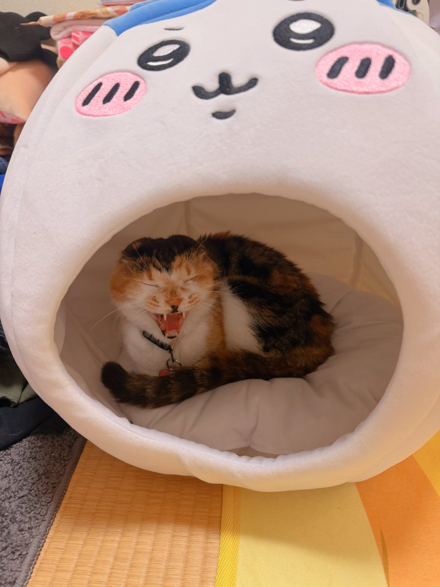 Post by あめちゃん🐱 on X: 🐱