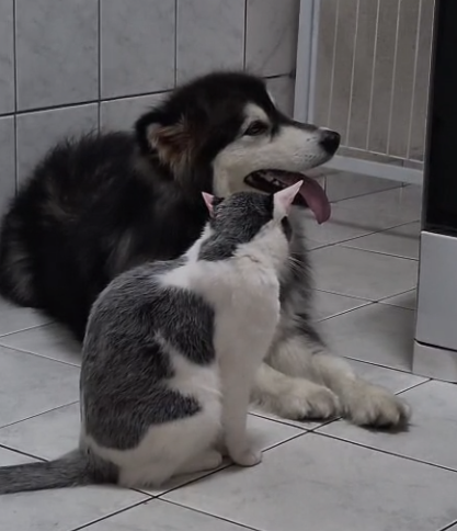 GouveiaFaby's tweet photo. @Catsworldtweet Enquanto isso aqui em casa, kkkkkkk,  o gato após um banho da sua serva Maya ............ kkkkkkk  #MALAMUTEDOALASCA #FRAJOLAS https://t.co/rN1Hew7Bte
