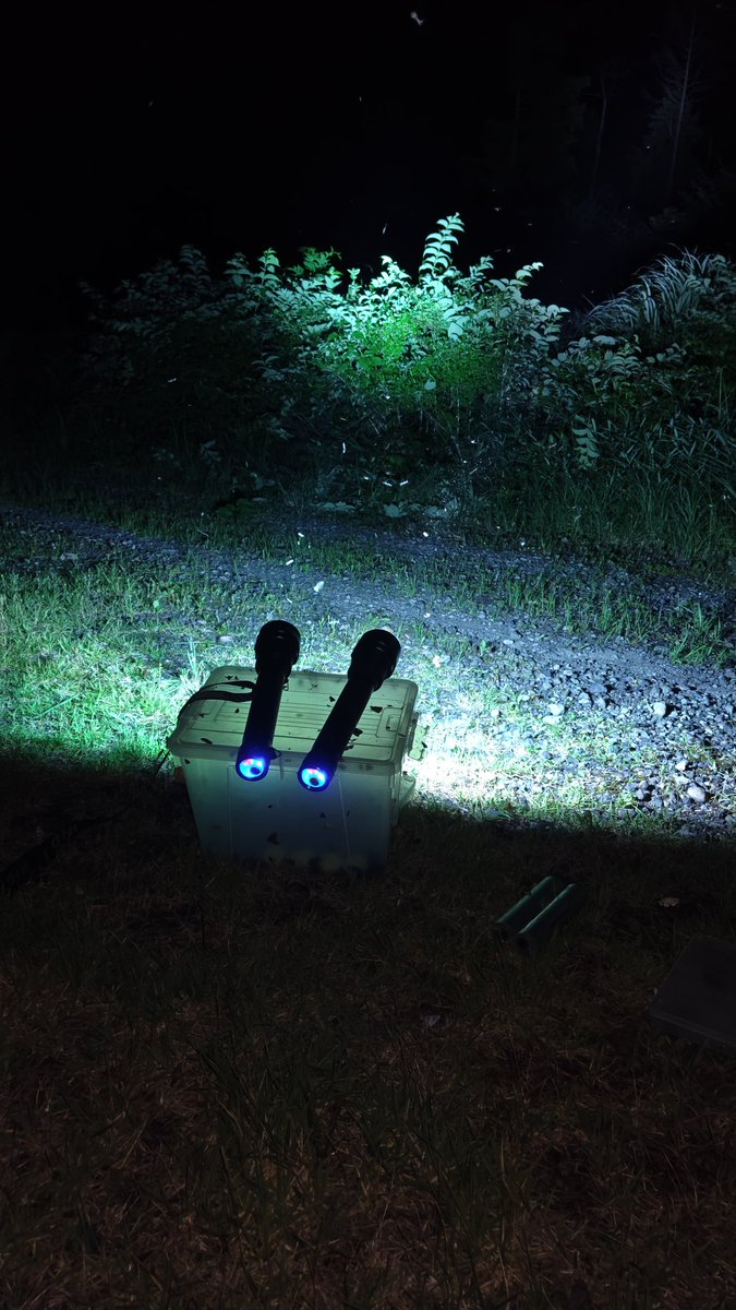 KuwabakaOkayama's tweet photo. 子供とライトトラップしてみました。

９対１でレディースディとなりました😅

中国山地ではよく飛んだほう😆
そして豪快なリリース😭 https://t.co/PSHd1scfd5