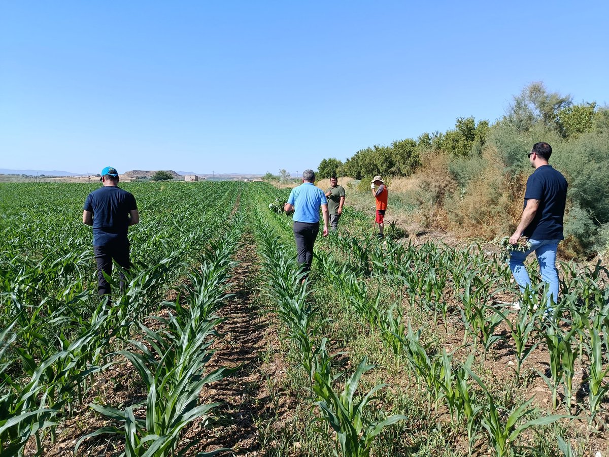 redfaragon's tweet photo. La rápida intervención es la mejor prevención para evitar la propagación de Amaranthus #palmeri, por ello, la coordinación entre el sector privado, público y agricultores es esencial, como muestra esta actuación en la zona de #Alcañiz.

#OCA #CooperativaPueyos #CSCV @CITAAragon https://t.co/pmAhypCS38