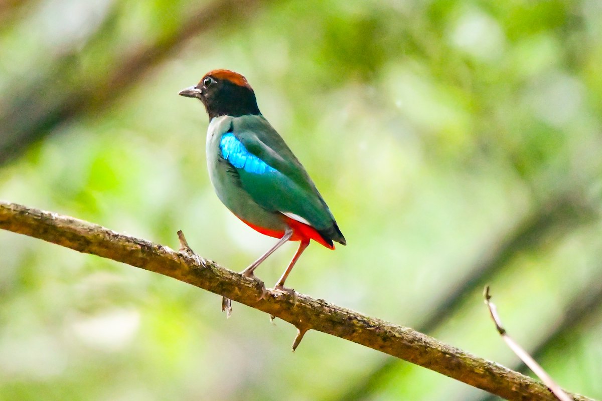 KimsClick's tweet photo. Western Hooded Pitta...... 
#birds
#wildlife
#india
#nature https://t.co/2GoTK3ZFe4