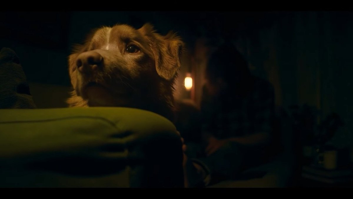 dontbetrue's tweet photo. 犬が主人公の映画『GOOD BOY／グッド・ボーイ』。インディくんはほぼ普通の犬なので名犬ムーブなど皆無、霊という概念も持たないから「なんかいるな……」「なんかへんだな……」と動き回るばかり。それを観る俺たちだけが猛烈に怯える。そんな稀有な体験のできる映画でした。 https://t.co/y10qcjxrVo