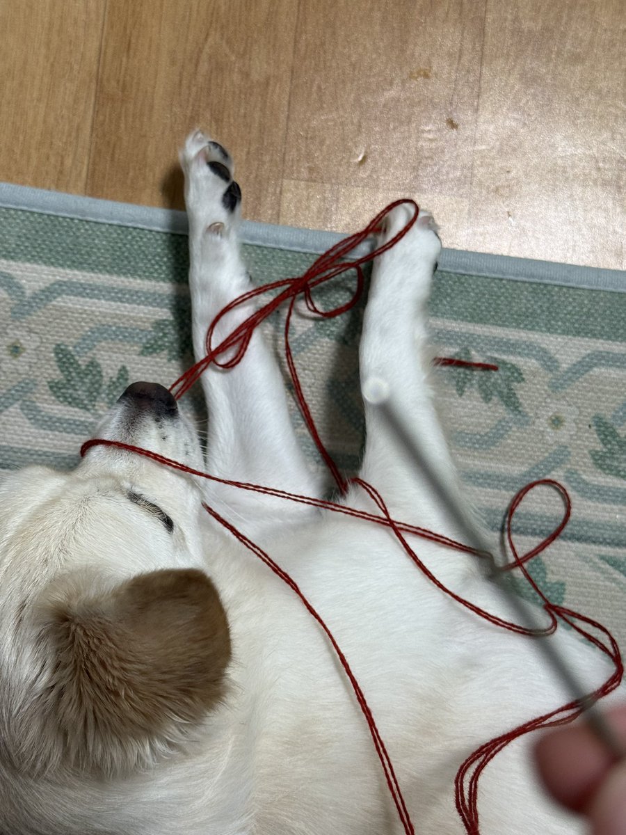 thereal0_0tiger's tweet photo. 뜨개하는데 실이 안딸려오길래 옆에 봤다가 소리지름 https://t.co/YRJTc8J0Jl