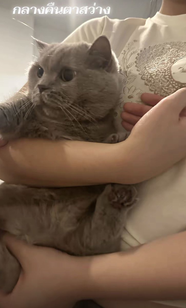 Nong4thsocute's tweet photo. กลางคืนตาสว่างงง ละหนูม่วงตาแป๋วจริงไง ไม่หลับไม่นอนละนี่ 555555555555555555555

#มันม่วงลูกป๊าโฟร์ท https://t.co/s1PAuCEvE5