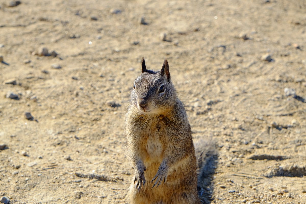 KlickTale's tweet photo. Caught mid-pose, and he knew it. 🐿️

This little ground squirrel stood up, locked eyes, and held the stare like he owned the trail.

#GroundSquirrel #WildlifePhotography #NatureLovers #CuteAnimals #SquirrelLife #FujifilmXT1 #NaturePhotography https://t.co/9lS7VLrnud