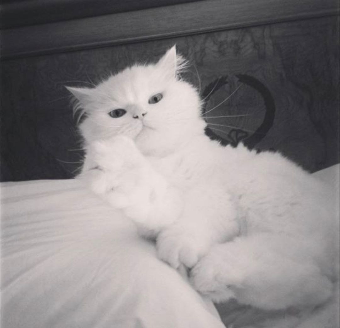 _onlywyatt's tweet photo. Aped something that looks solid on Robinhood.

$NUVOLETTA is Vlad Tenev's pet cat, now being CTO'd by a solid team. Their last CTO ran to $300K with no socials, so I'm curious to see where this one goes.
Grabbed 
 0xc0eecE5BABE870a940219519F37d3Dd632d68122

X: @xnuvolleta https://t.co/s2jkApqJDa