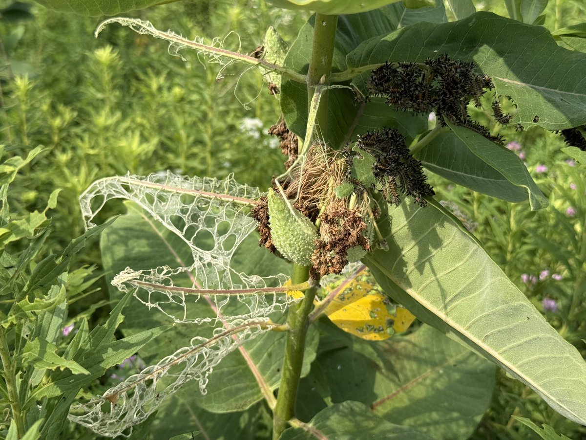 happyElfwi's tweet photo. At first aight i thought it was spiders who made those leaves. Turns out it’s those bugs. That’s interesting https://t.co/GCEZCdK2tY