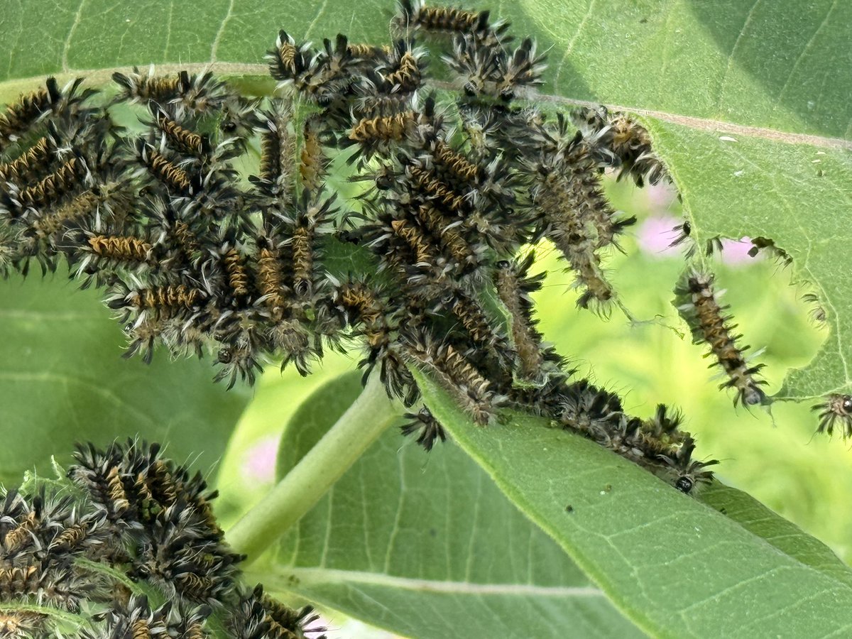 happyElfwi's tweet photo. At first aight i thought it was spiders who made those leaves. Turns out it’s those bugs. That’s interesting https://t.co/GCEZCdK2tY