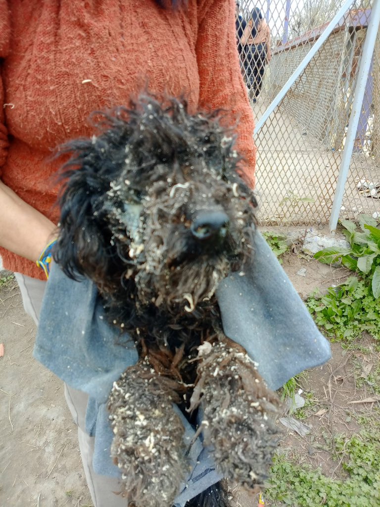 OMFA_Refugio's tweet photo. Recibimos muy poca ayuda para ella. La tiraron así como si su vida no valiera nada. 
Estamos haciendo todo lo posible para salvar su vida pero sin ayuda es imposible,
Alias Mercado pago: Omfamoreno 
Alias Banco Nacion: Omfitas 
PayPal: OrgMiFielAmigo https://t.co/EMr0kSLozt