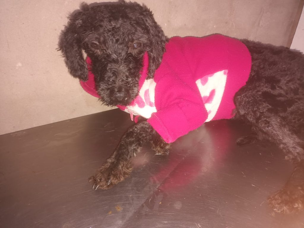 OMFA_Refugio's tweet photo. Recibimos muy poca ayuda para ella. La tiraron así como si su vida no valiera nada. 
Estamos haciendo todo lo posible para salvar su vida pero sin ayuda es imposible,
Alias Mercado pago: Omfamoreno 
Alias Banco Nacion: Omfitas 
PayPal: OrgMiFielAmigo https://t.co/EMr0kSLozt