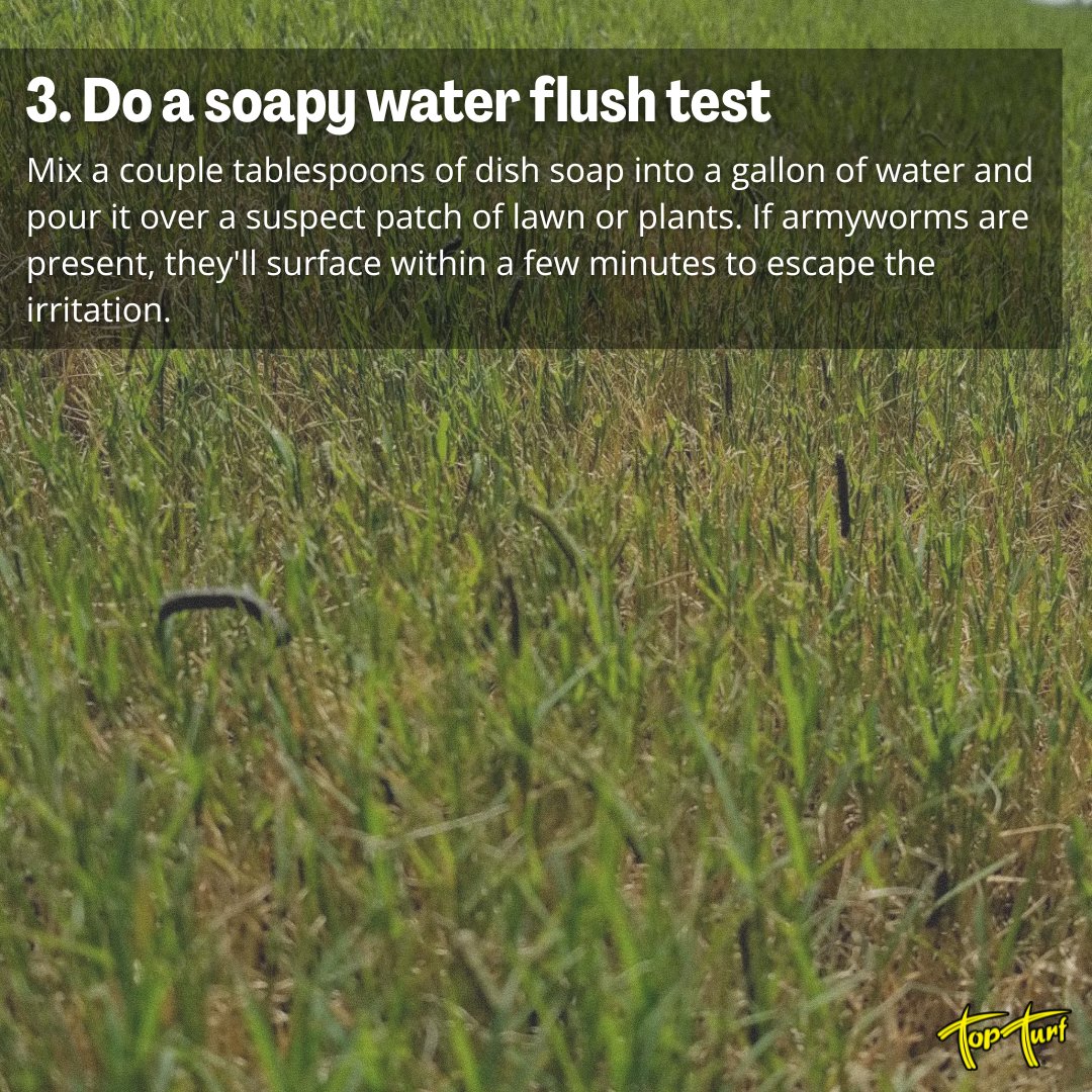 TopTurf's tweet photo. 🐛 Uninvited guests are throwing a midnight buffet on your lawn — and you're footing the bill. Grab a flashlight, check the damage, and if it looks sus, call in the turf pros before these little guys eat you out of house and home. 🌱👀
#LawnCare #ArmywormAlert #TurfTips https://t.co/PJRirX762h