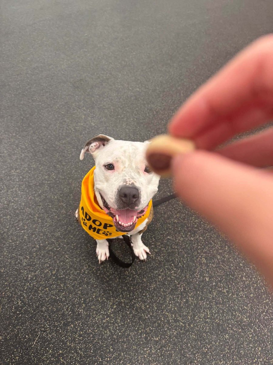 NEHumaneSociety's tweet photo. Tami, one of our great volunteers, recently took Henny on a field trip! It's easy to see why this sweetie is a volunteer favorite ❤️ https://t.co/31jBfh4KG3