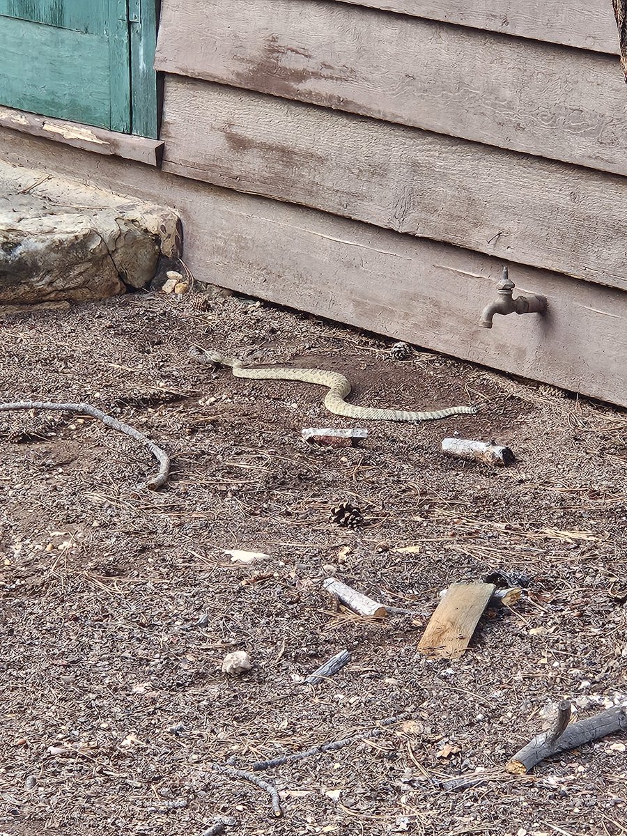 _moreezy's tweet photo. Been having conversations about snakes all week. 

What kind ive seen, what other people have come across on their visit, colors, patterns, etc. 

Yesterday this little guy was right outside my door. https://t.co/BvcREcNiCC