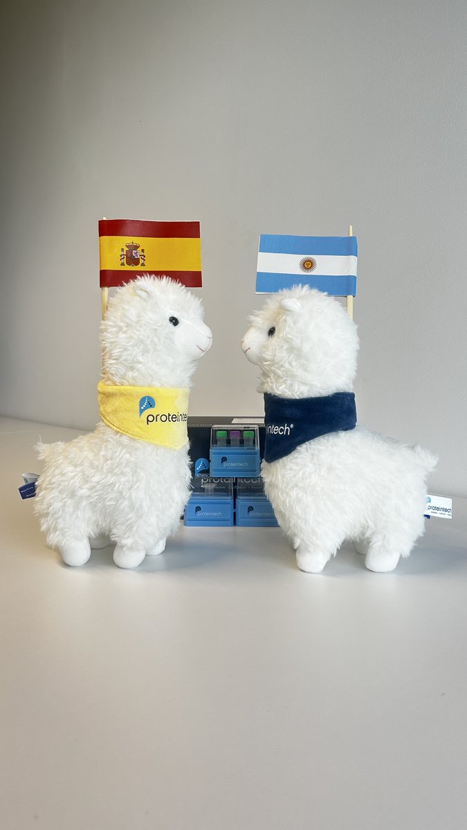 Proteintech's tweet photo. Alice can't decide. Can you? 🦙⚽

Drop your World Cup Final 2026 prediction in the comments for a chance to win one of 3 Alice plushies!

Bonus entry: comment a photo of your Alice watching the match 👀

#Proteintech #AlicetheAlpaca #LabLife #ArgentinaVsSpain #WorldCupFinal2026 https://t.co/pjnLVB5KiL