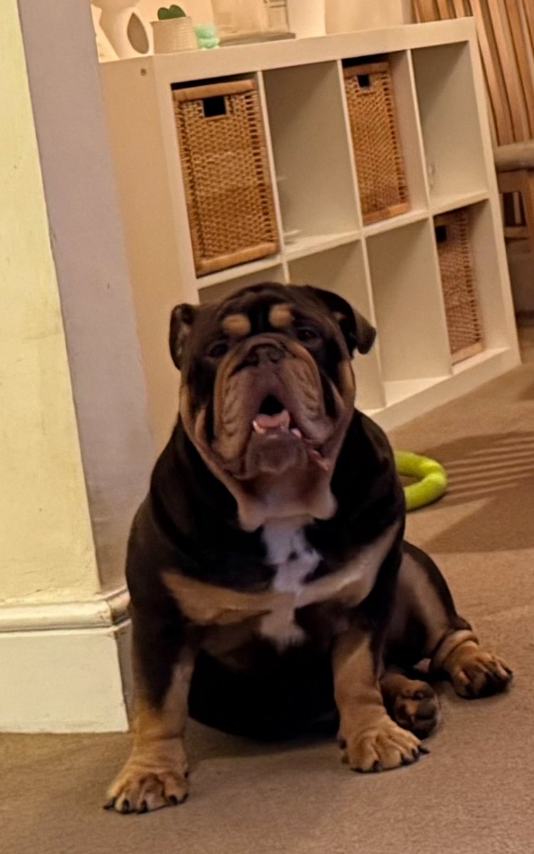ZeroFaithUnited's tweet photo. #Bruce #Dogs #Mars #SpaceX @elonmusk https://t.co/qFcEqTS8HU