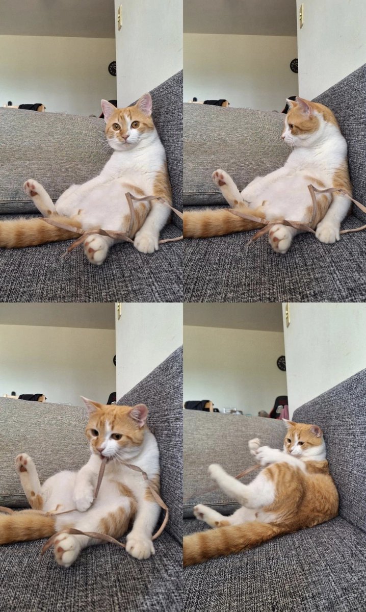 algoritmum's tweet photo. como pode gato ser a coisa mais legal do mundo e vc simplesmente encontra na rua e leva pra casa né

a vida é simples https://t.co/siEkHH0Mws