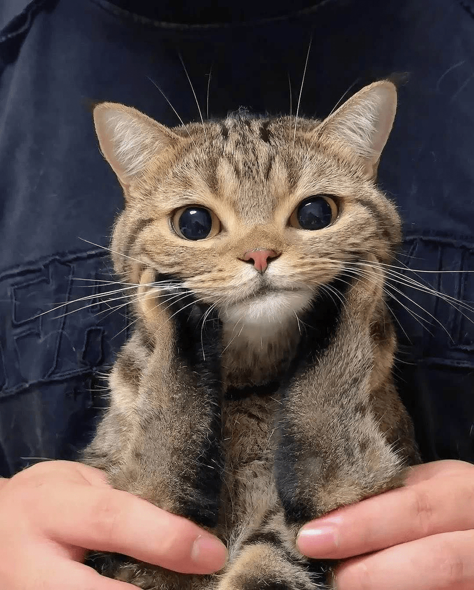 silly cat poster tweet media