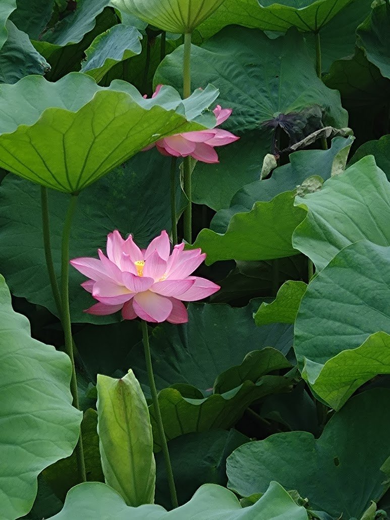 wanwan023's tweet photo. 朝7時に友と不忍の池に蓮の花を見に行きました。
まだ少し早かったのかもしれませんが
これ以上暑い季節には朝であってもたぶん無理 https://t.co/nvjVLKq9SY