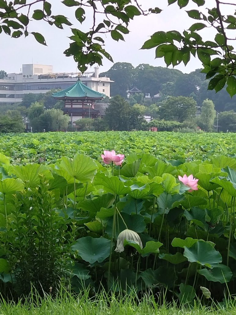 wanwan023's tweet photo. 朝7時に友と不忍の池に蓮の花を見に行きました。
まだ少し早かったのかもしれませんが
これ以上暑い季節には朝であってもたぶん無理 https://t.co/nvjVLKq9SY