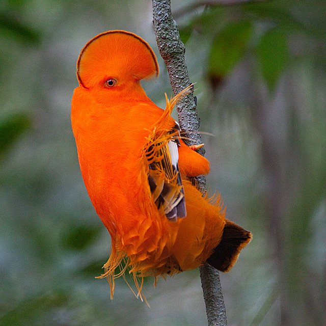 tubz4u's tweet photo. Andean cock-of-the-rock https://t.co/KeuVOhJOqT