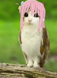 meowling tweet media