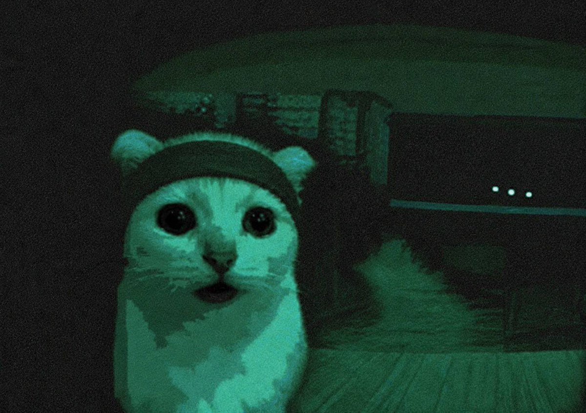 I am not a cat. tweet media
