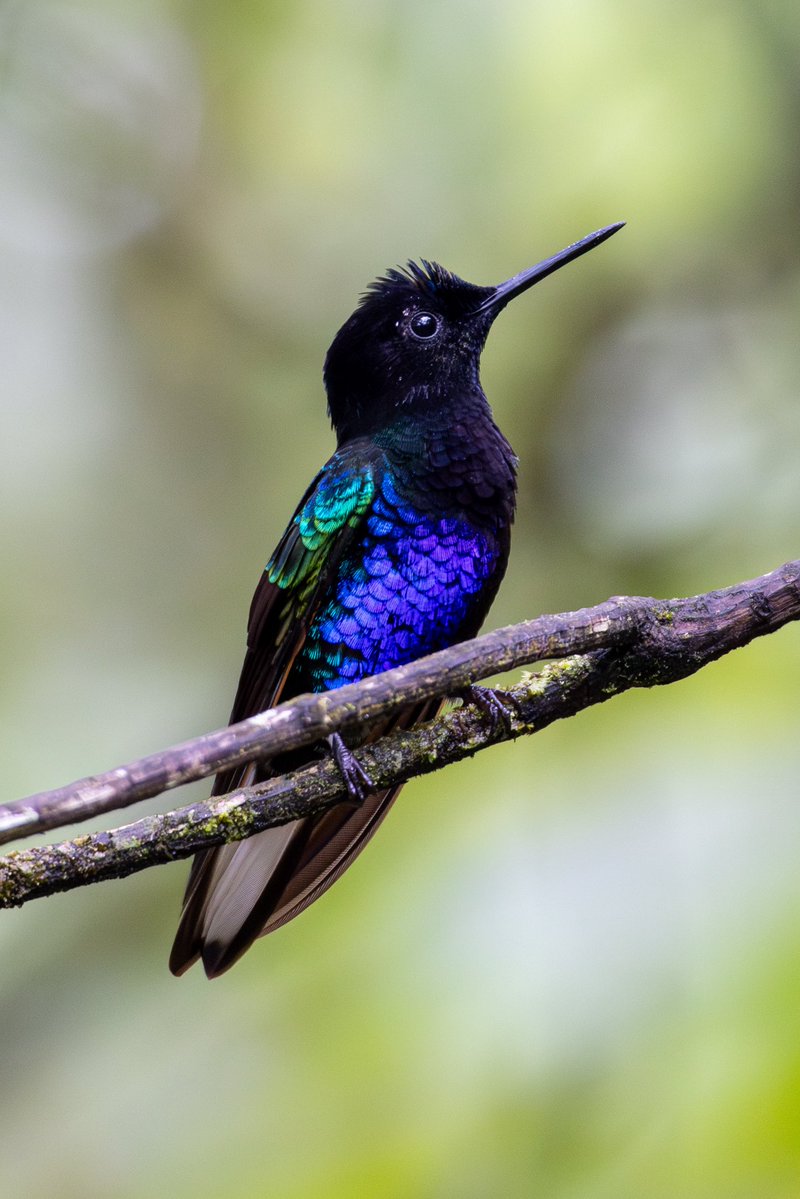 blazebirding7's tweet photo. Still getting over the hummingbirds in Mindo. https://t.co/pscaosidVN