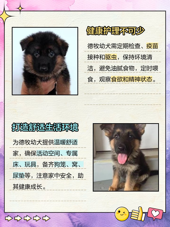ghfoddl1000's tweet photo. My little pup grew up so fast—from a tiny snuggler who fit in my palm to a playful furball stealing my socks every day. Love this growing journey! https://t.co/LDs1uMoINC
