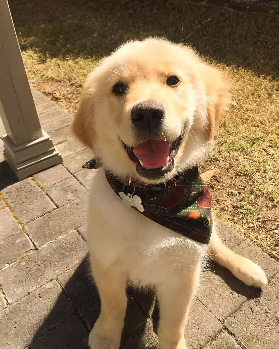 dncviper's tweet photo. [My pup’s daily “smile” session just made my stressful workday way softer  Simple, fluffy love is the best medicine!]， https://t.co/p0wSKW2ASy