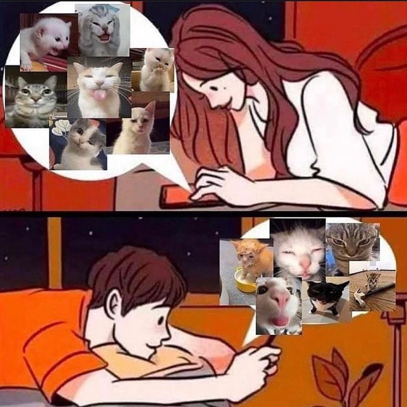 Punch Cat tweet media