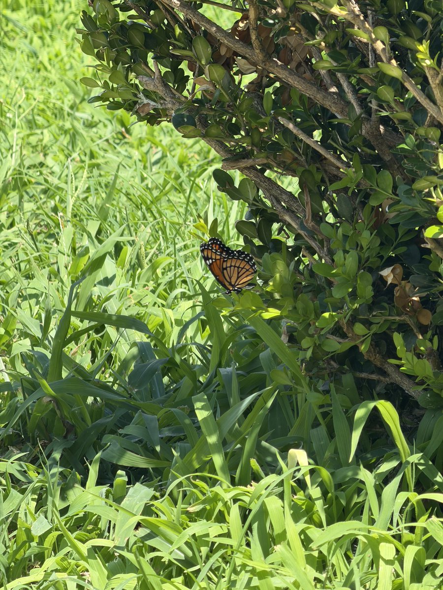 Di3goGM's tweet photo. Qué bonito se sintió ver una mariposa monarca. Fue como si un familiar viniera a saludarnos. https://t.co/fgctvSIsB3