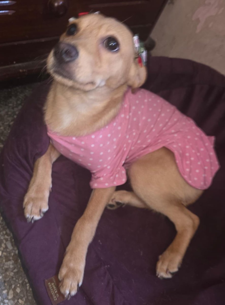 RobertLobo_'s tweet photo. Vamos tres de tres en los últimos días. Gracias a todos los que comparten la información. 
Aquí vamos con otra cachorra mestiza que busca una familia que la quiera como lo merecen. Está en El Valle, Caracas. Interesados escribir al: 04127172041. Tiene 5 meses aproximadamente. https://t.co/o9FCeV3K80