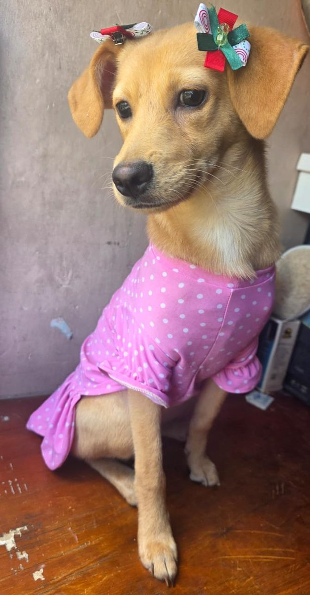RobertLobo_'s tweet photo. Vamos tres de tres en los últimos días. Gracias a todos los que comparten la información. 
Aquí vamos con otra cachorra mestiza que busca una familia que la quiera como lo merecen. Está en El Valle, Caracas. Interesados escribir al: 04127172041. Tiene 5 meses aproximadamente. https://t.co/o9FCeV3K80