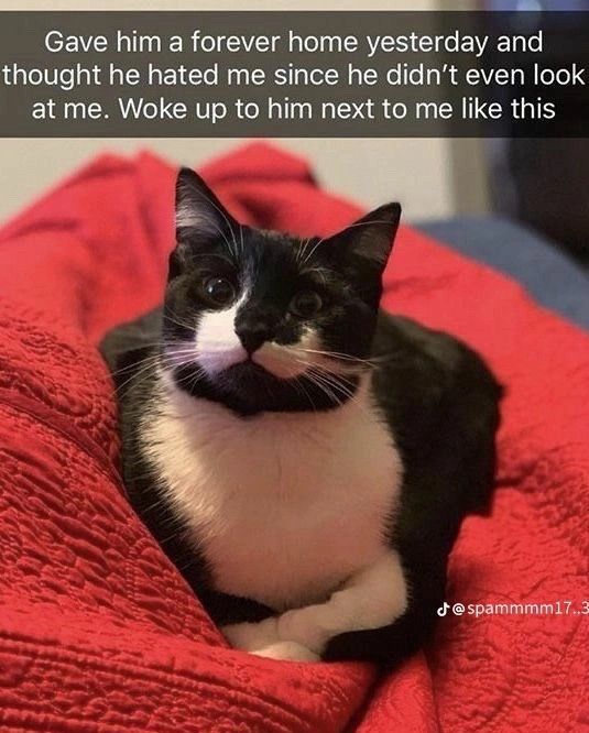 Cats Out Of Context tweet media