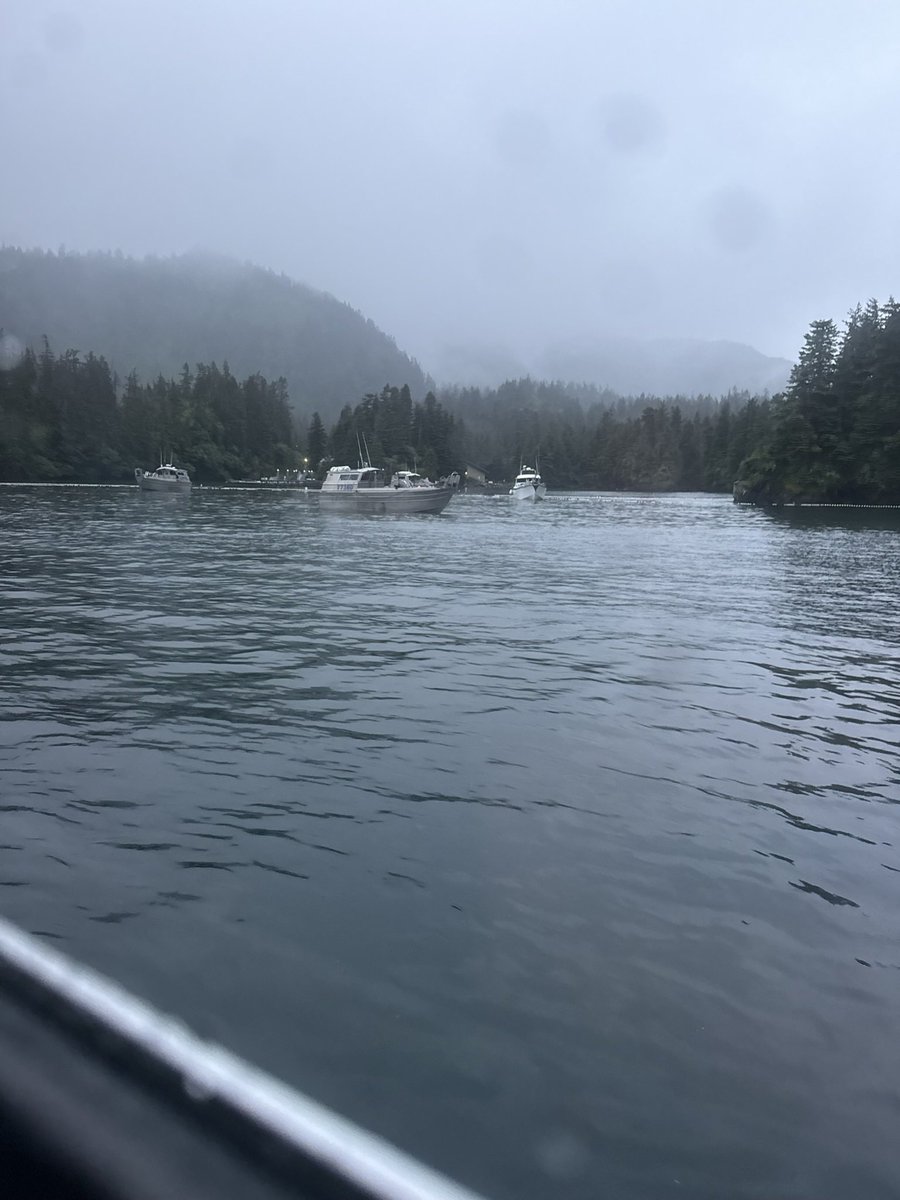 Captain_0f_Alts's tweet photo. I had a very strange end to sockeye season yesterday. Fish and game closed the outside area of the district to allow wild pinks passing through to continue on to their spawning grounds (as they do most years. I showed back up to the pws district to fish inside the bay (small area) and instead of the 2-3 boats I would typically see for a late season opener like that, there was 40. We were all catching 2-3 fish an hour and half of them were uglies (spawned out) I fished til the weather started to rock and then called it a season. Too small of area for us all to make any money. It is what it is. I have fish to ship. Going to the vill for a week and then I’ll be home to get my inventory sorted. Coho season in August. Might get some halibut quota too. Thanks for the support gang.