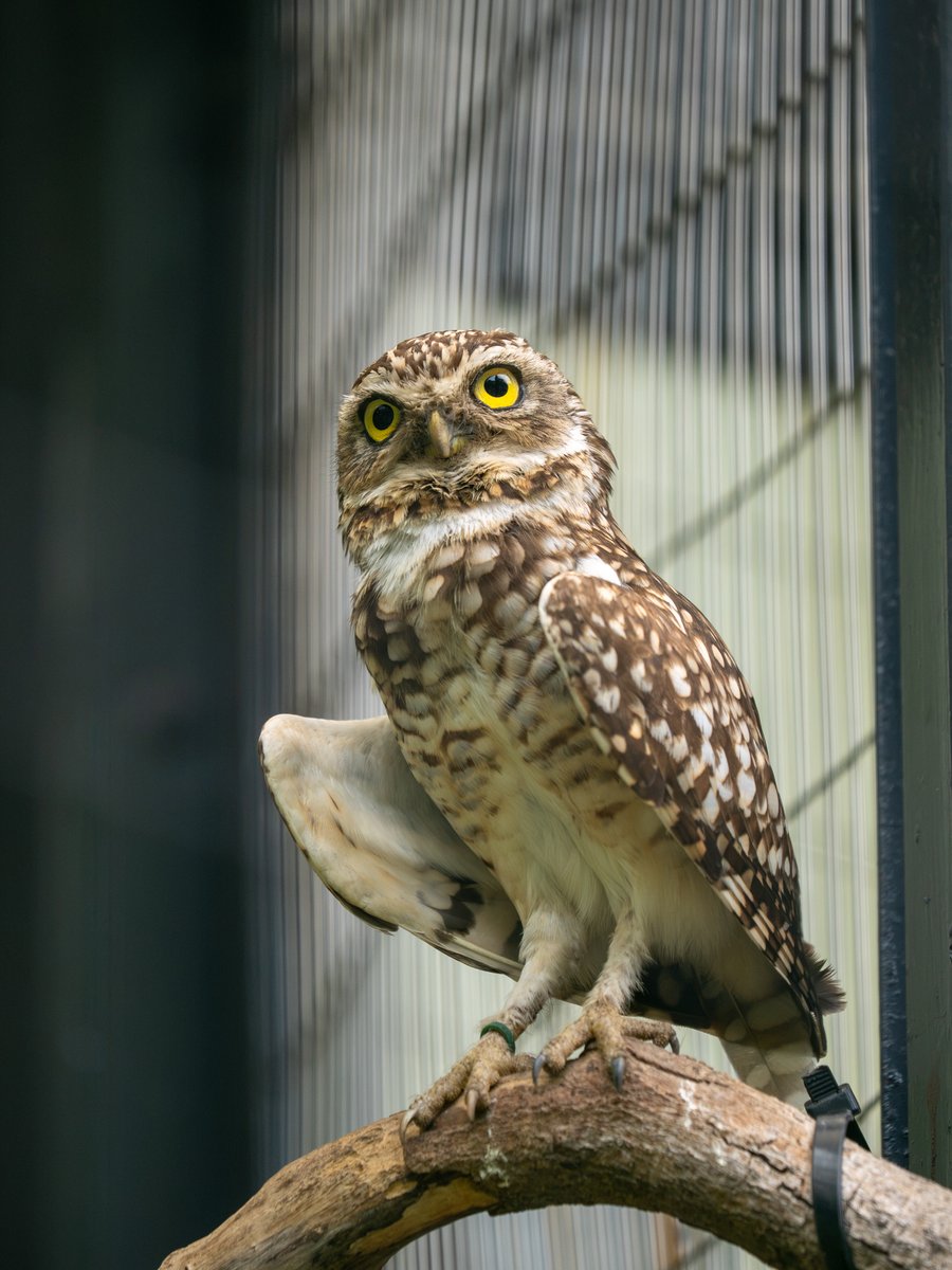 アナホリフクロウ #江戸川区自然動物園 #omsystem OM-1 MarkII M.ZUIKO