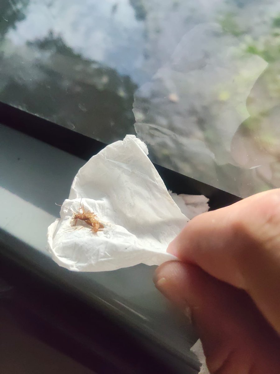 juangarycar's tweet photo. @autovias_ @autovias_  Quice darle una segunda oportunidad a Pegasso pero parece que no se puede, no pueden permitir que en sus unidades haya cucarachas, la ventana viene pegada con cinta y con un juego que no sabes en qué momento se cae. Definitivamente una línea que no se recomienda https://t.co/c7YMaov33e