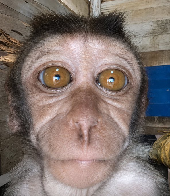 bersansol's tweet photo. I love this ugly monkey

Very famous on İG https://t.co/tRJ0NhtoHY

Lets send it

BjSuJWSxpHaH8wJgvsa5ZvuLwFJaHt3bpVBGJ8Fpump https://t.co/XSgrlPxYhR