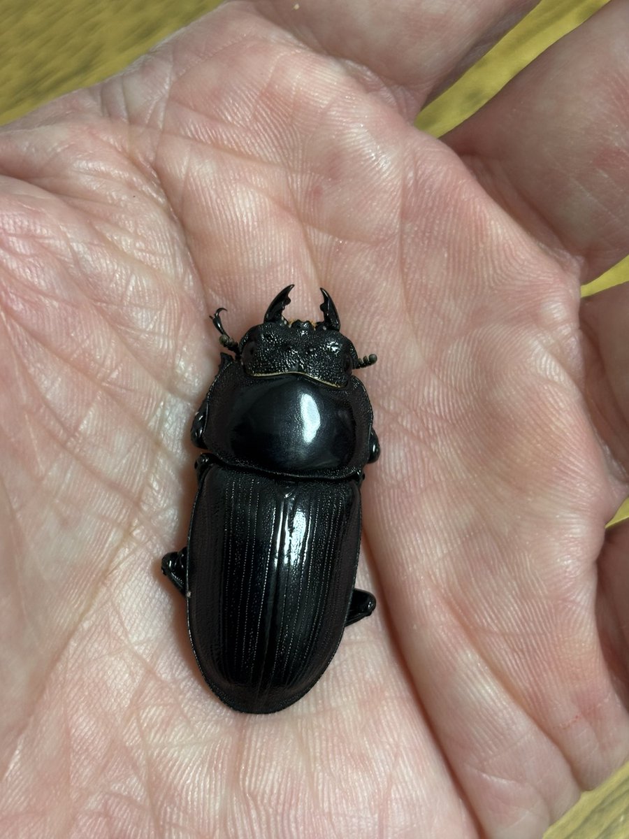 天然オオクワガタ・メス39ミリ ライトトラップ採集 福島県喜多方市産