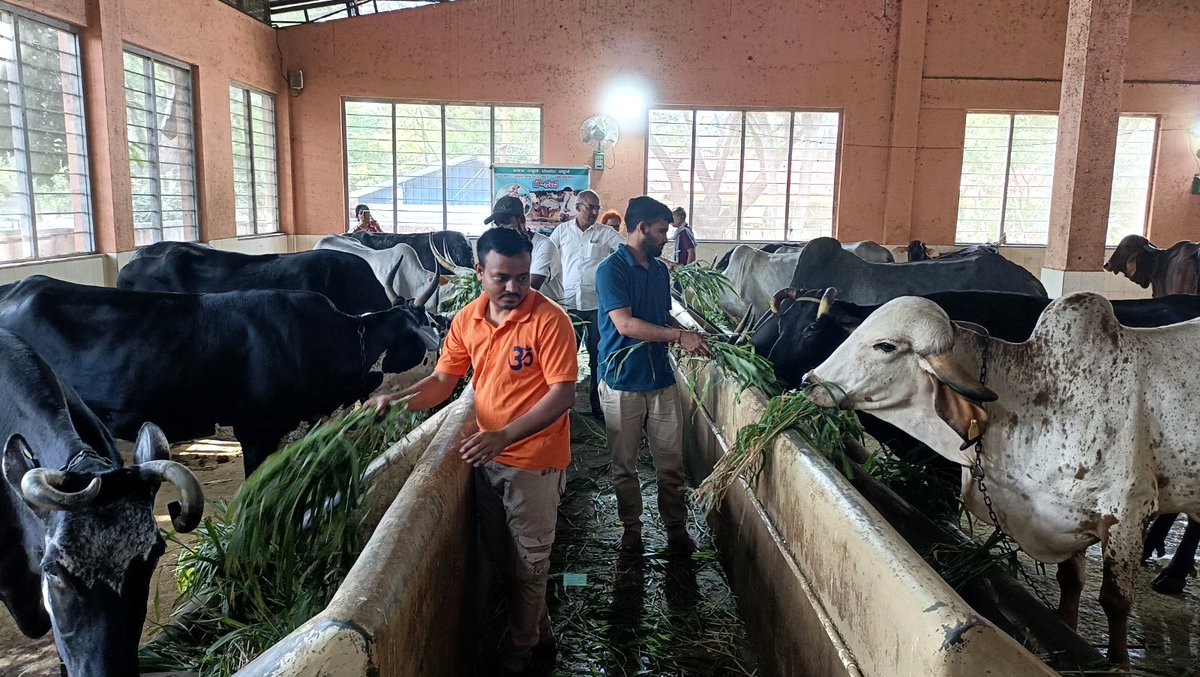 AshramBlr's tweet photo. Sant Shri Asharamji Bapu #Ashram Trust in #Bengaluru organized #GauGrass Seva program at Udasin Math Gaushala, Halsuru, on 13th July, 2026, with the motive of serving cows who serve us in various ways.

Let’s serve, protect &amp; honor Gau Mata. 

🌐Seva Post- https://t.co/8hrUOykvoi https://t.co/lnmCUKcKT3