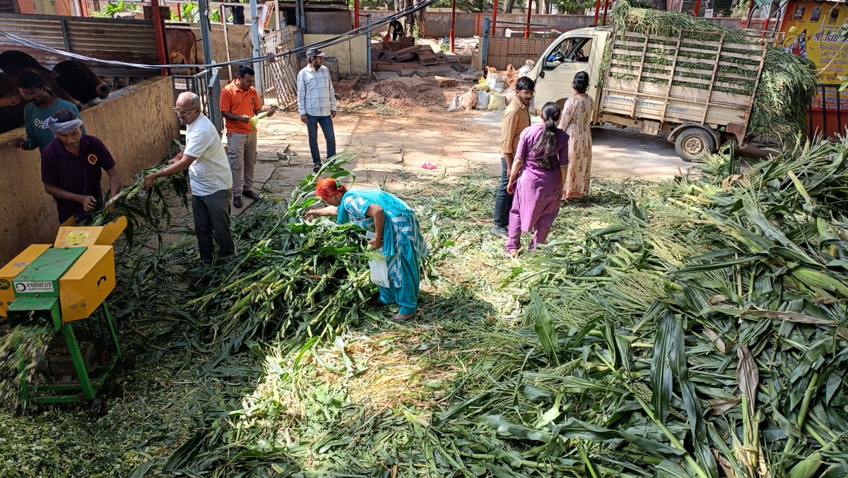 AshramBlr's tweet photo. Sant Shri Asharamji Bapu #Ashram Trust in #Bengaluru organized #GauGrass Seva program at Udasin Math Gaushala, Halsuru, on 13th July, 2026, with the motive of serving cows who serve us in various ways.

Let’s serve, protect &amp; honor Gau Mata. 

🌐Seva Post- https://t.co/8hrUOykvoi https://t.co/lnmCUKcKT3