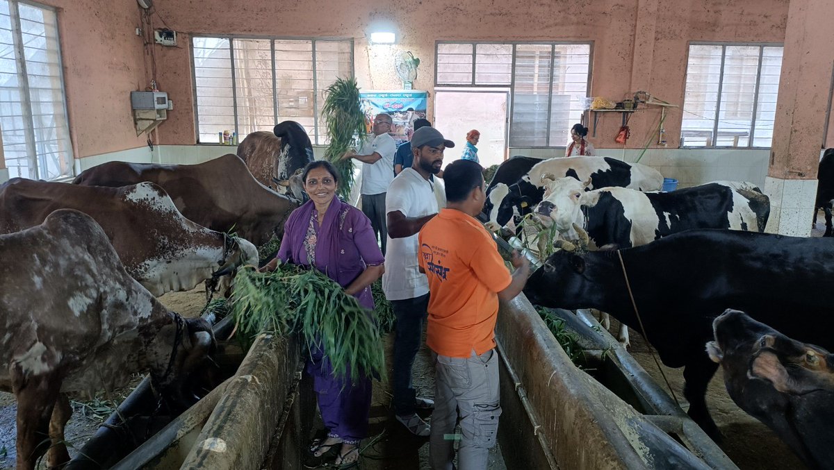 AshramBlr's tweet photo. Sant Shri Asharamji Bapu #Ashram Trust in #Bengaluru organized #GauGrass Seva program at Udasin Math Gaushala, Halsuru, on 13th July, 2026, with the motive of serving cows who serve us in various ways.

Let’s serve, protect &amp; honor Gau Mata. 

🌐Seva Post- https://t.co/8hrUOykvoi https://t.co/lnmCUKcKT3